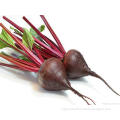 beet root extract